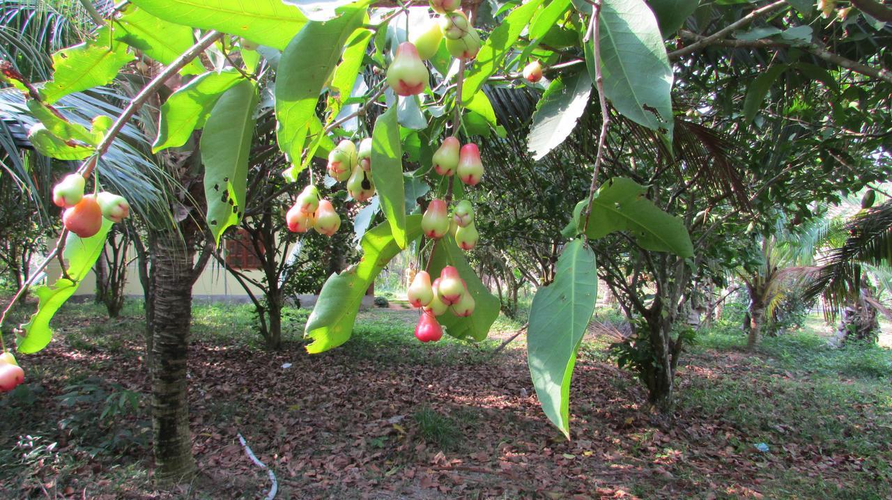 Orchard Fruit Farm Bungalow フーコック エクステリア 写真